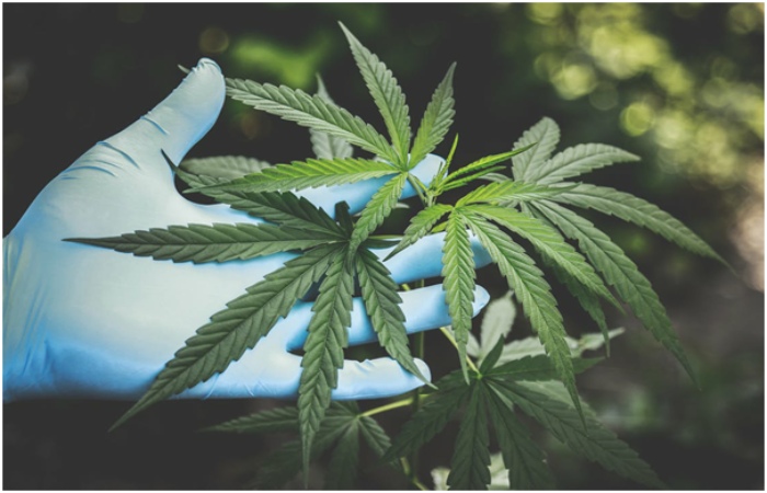cbd proved scientifically