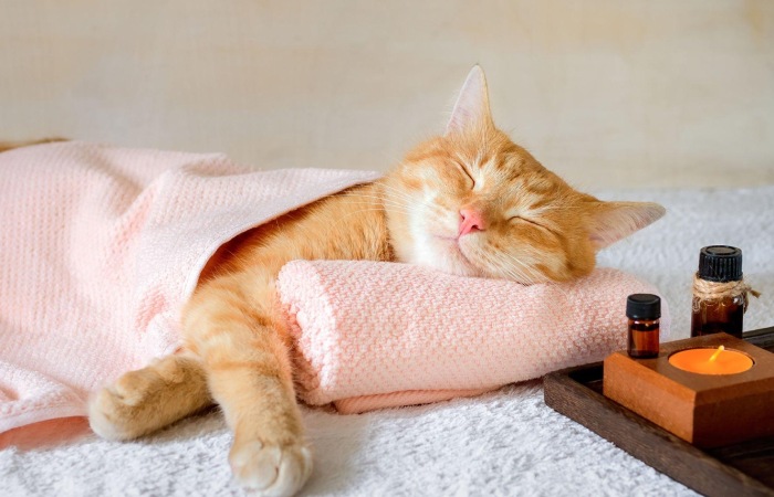 Healthy Cats